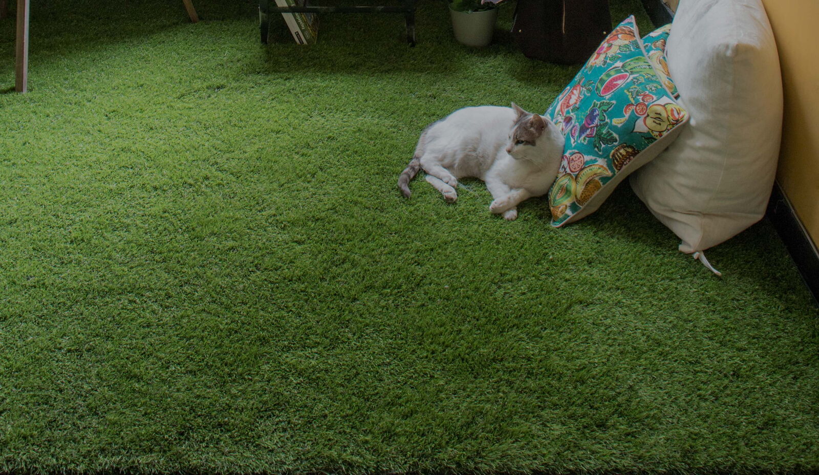 Cat on grass indoor