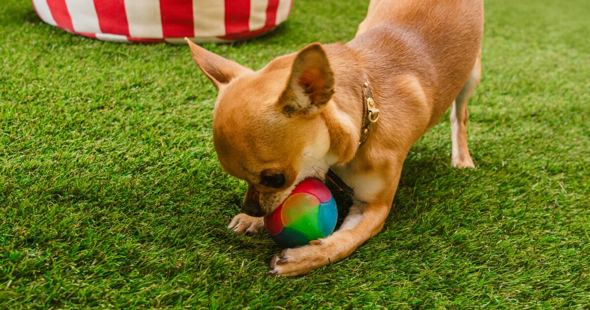 Imagen en la que se ve un perro chihuahua jugando con una pelota para ejemplificar cómo eliminar el olor a orina de perro en césped artificial.
