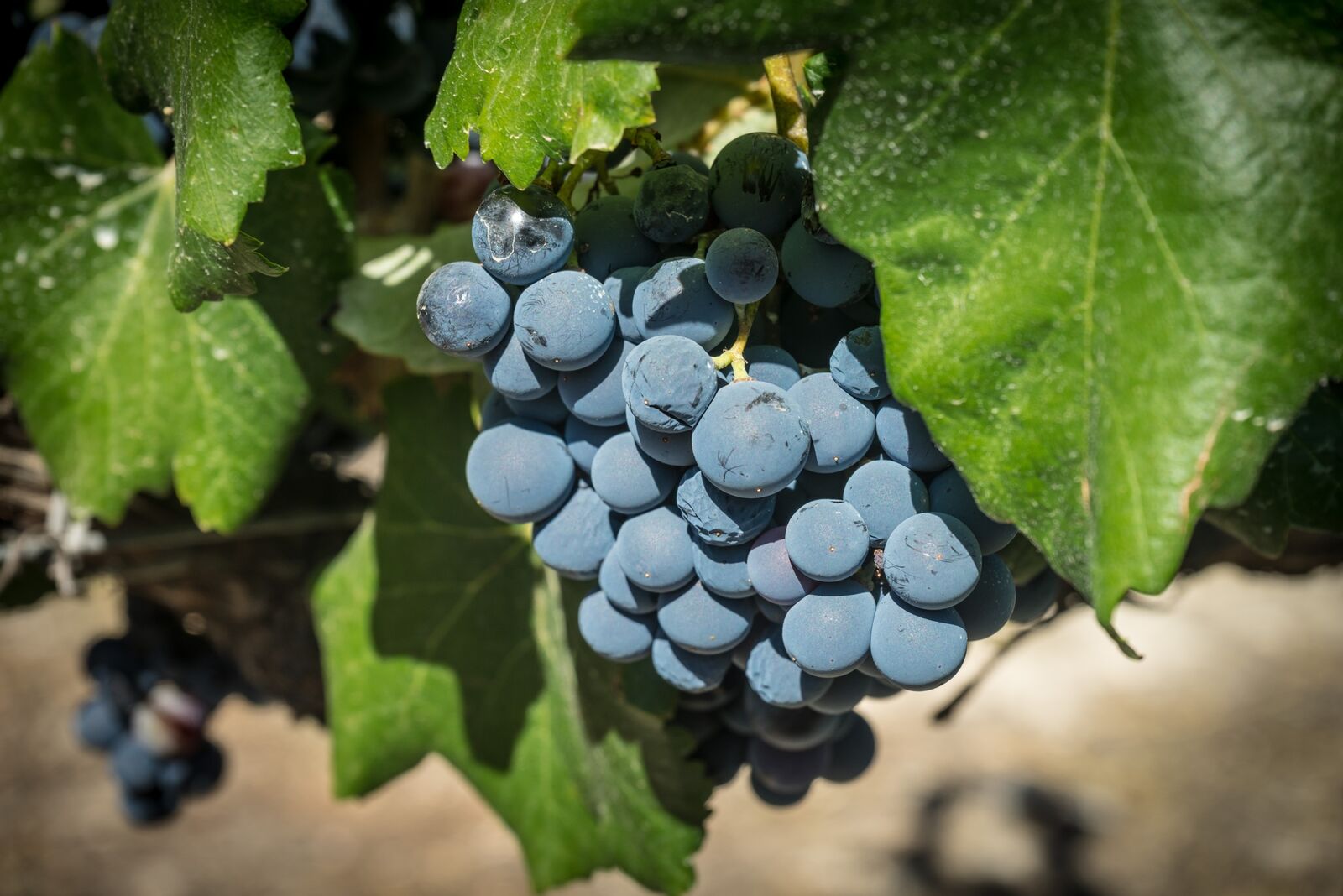Recogida de uva o vendimia en la Rioja.